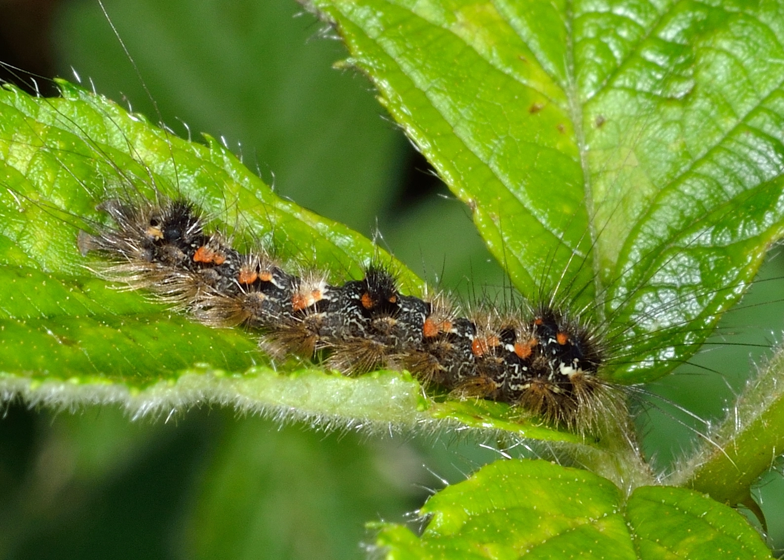 Eilema sororcula 02 D4898.jpg